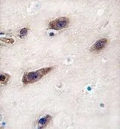 Syntaxin 3 antibody, Internal