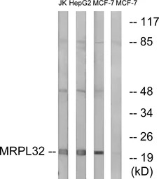 MRPL32 antibody