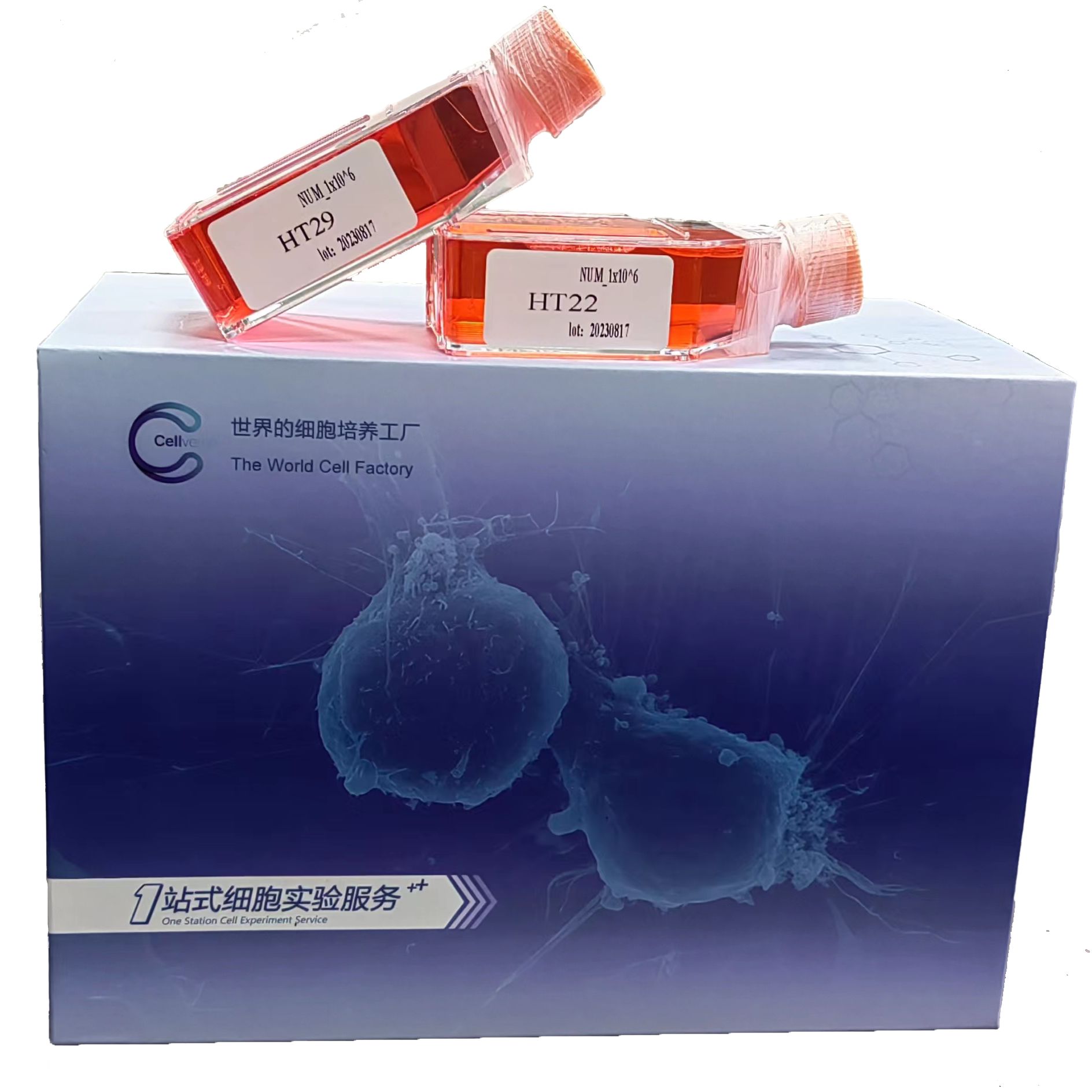 HCC1428 人乳腺导管癌细胞/STR鉴定