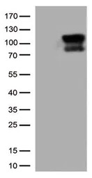 B-Raf antibody [4B2]