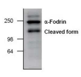 alpha Fodrin antibody