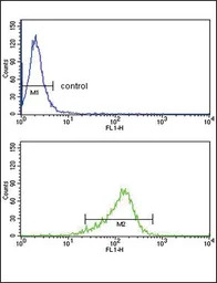 IL12A / IL12 p35 antibody, C-t