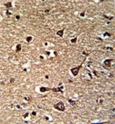 Glutaredoxin 2 antibody, C-ter