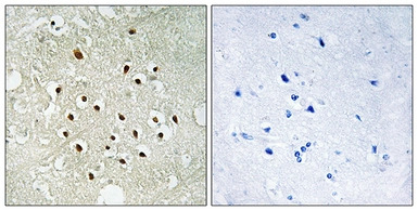 RPS19BP1 antibody