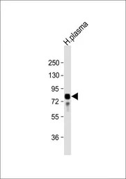 Vitronectin antibody, N-term