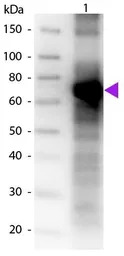 Fluorescein antibody (Biotin)