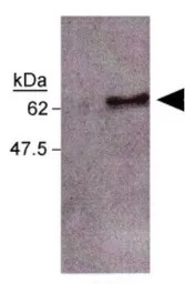 Caspase 8 antibody [FLICE 4-1-