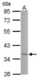 JunD antibody [N1C1]