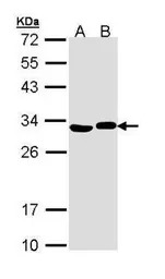 Adenylate kinase 2 antibody [N