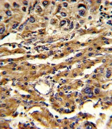 ABCG1 antibody, Internal