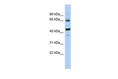 2'-PDE antibody, Internal