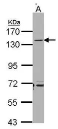 CD22 antibody [N2C3]