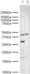 Geminin antibody