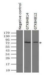 B-Raf antibody [4B2]