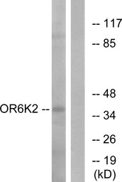 OR6K2 antibody
