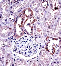 M-CSF antibody, Internal