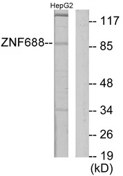ZNF688 antibody