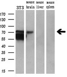 BMAL1 antibody [3G9]