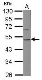 HSP47 antibody [N2C2], Interna