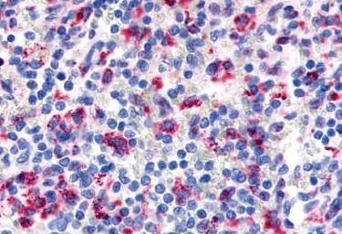 EMR3 antibody