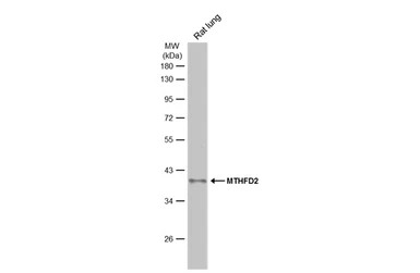 MTHFD2 antibody [N3C3]