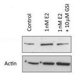 NOTCH1 antibody