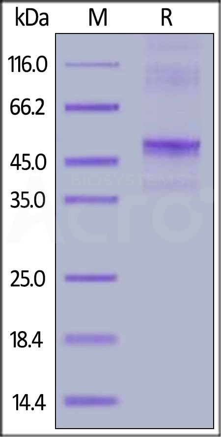 Human Vitronectin, Tag Free (Cat. No. VIN-H5119) SDS-PAGE gel