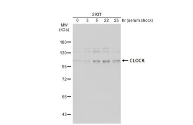 CLOCK antibody [C2C3], C-term