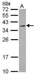 P15RS antibody