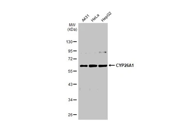 CYP26A1 antibody