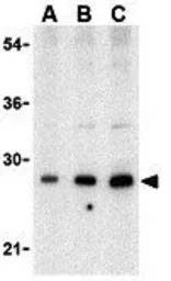 BAP29 antibody