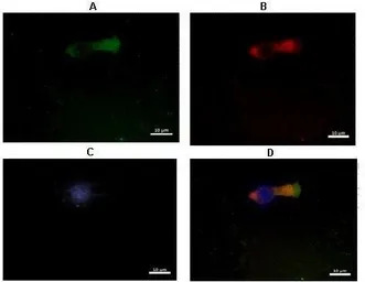 C14ORF104 antibody, N-term