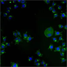 TGN46 antibody [2F7.1]