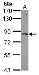 ZNF234 antibody [N1N2], N-term