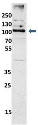 EXOC6 antibody, N-term