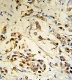 RBM3 antibody, Internal