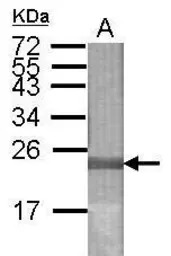 LONP2 antibody