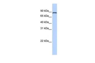 CPEB4 antibody, N-term
