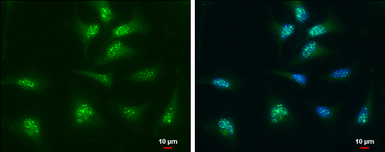 Thioredoxin antibody [N3C3]