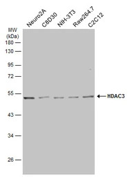 HDAC3 antibody