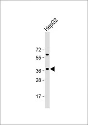 E2F5 antibody, N-term