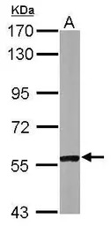 CABC1 antibody [N3C2], Interna