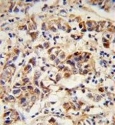 SPRR1B antibody, C-term