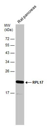 RPL17 antibody [N1C3]