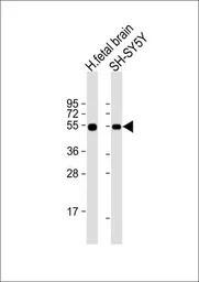 EN1 antibody, N-term