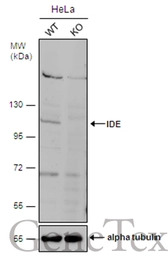 IDE antibody [N1N3]