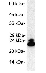 LMP2 antibody