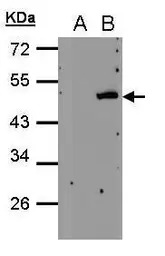 PSCD4 antibody [N1], N-term