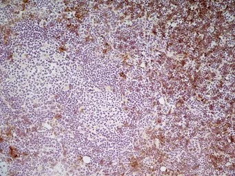 CD8 alpha antibody [YTS105.18]