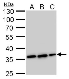 Annexin V antibody